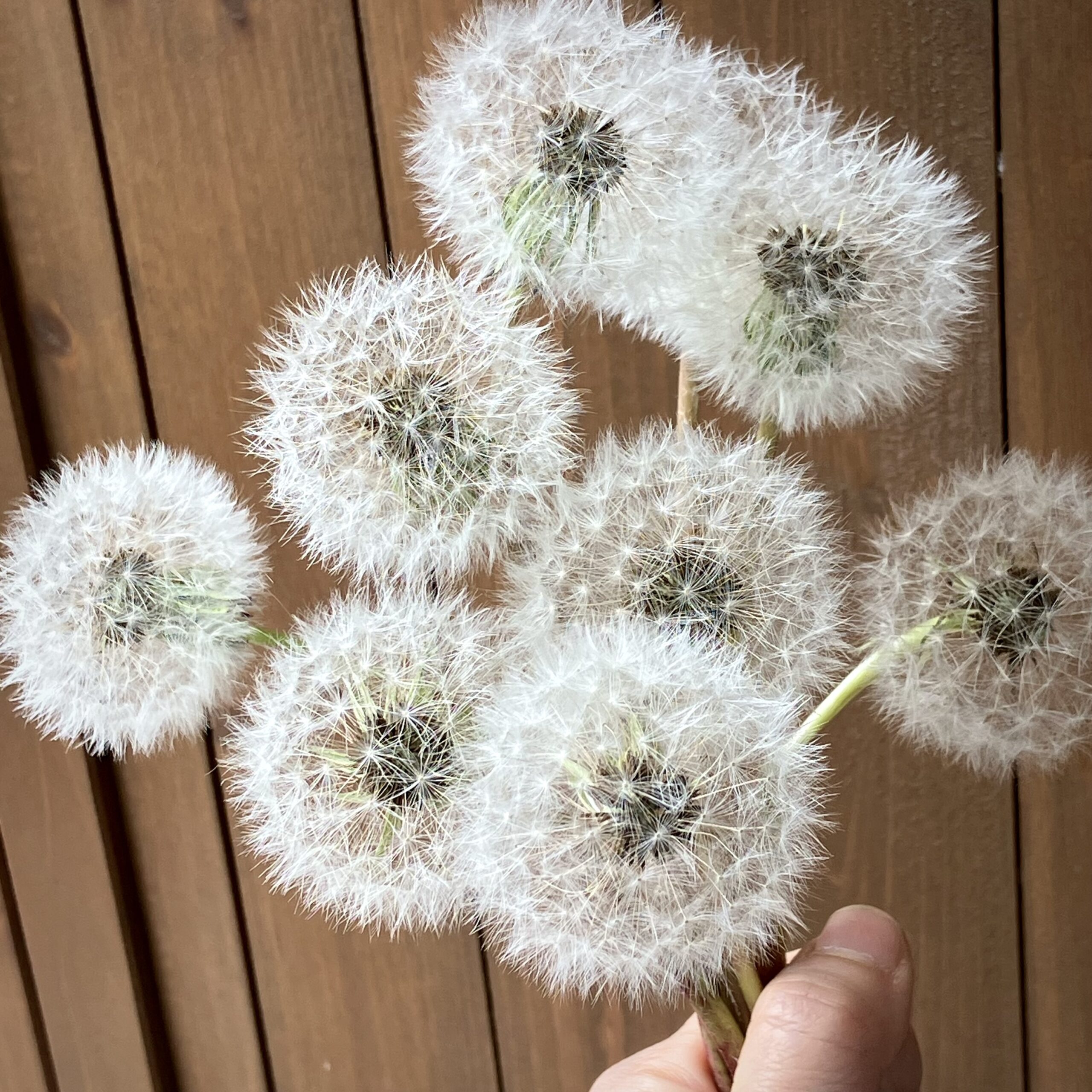 春のたんぽぽ 夏のたんぽぽ | 吹田市でフラワーアレンジメント教室なら