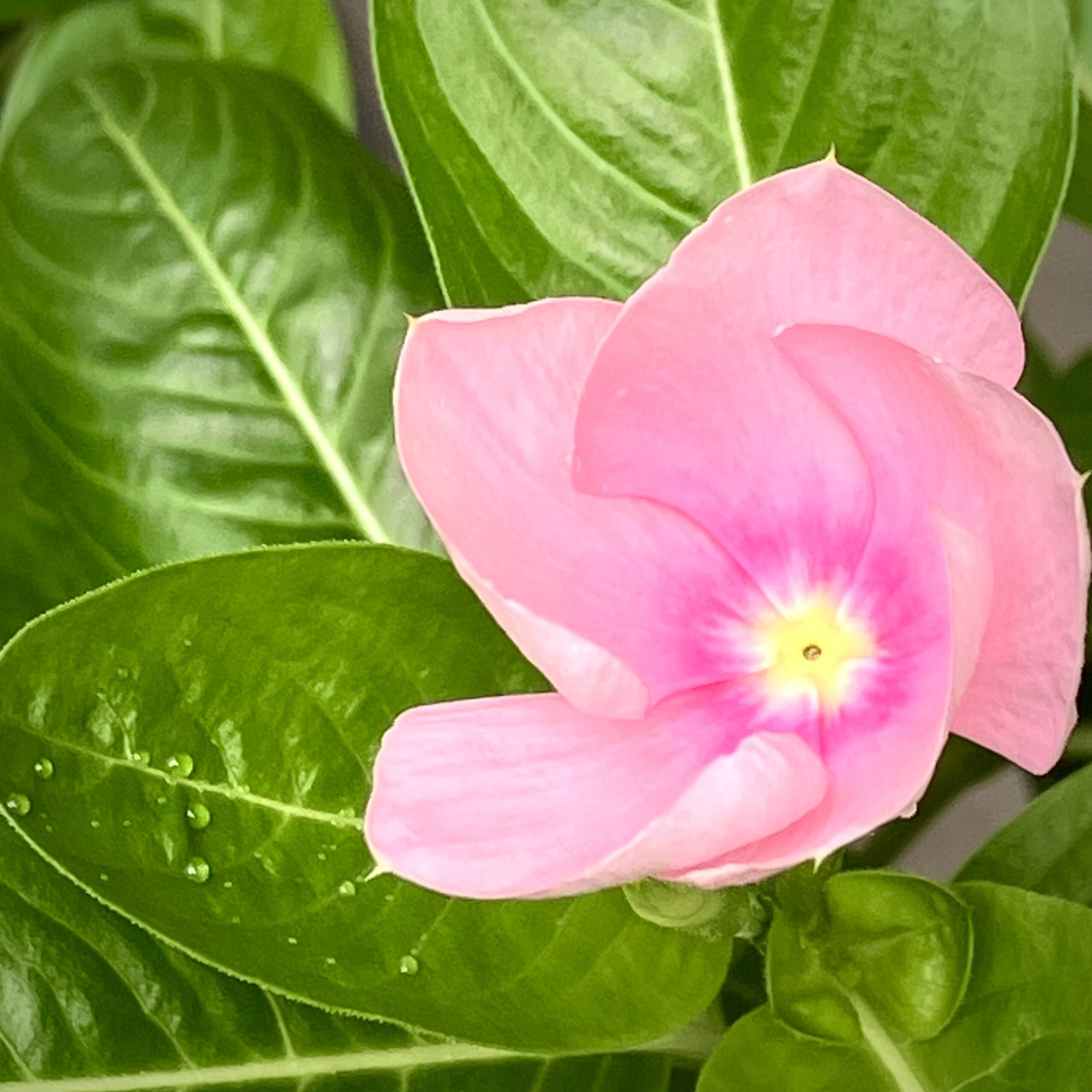 日々草 ピンク 夏 可愛らしい | 吹田市でフラワーアレンジメント教室